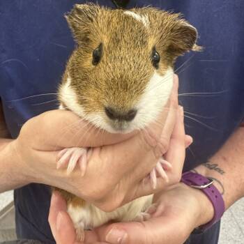 Rescue Guinea Pig Guinea Pigs for Adoption in Dover, New Hampshire - Bumble | PetCurious